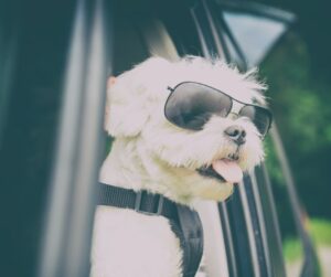 Ford discounts for Animal Behavior College